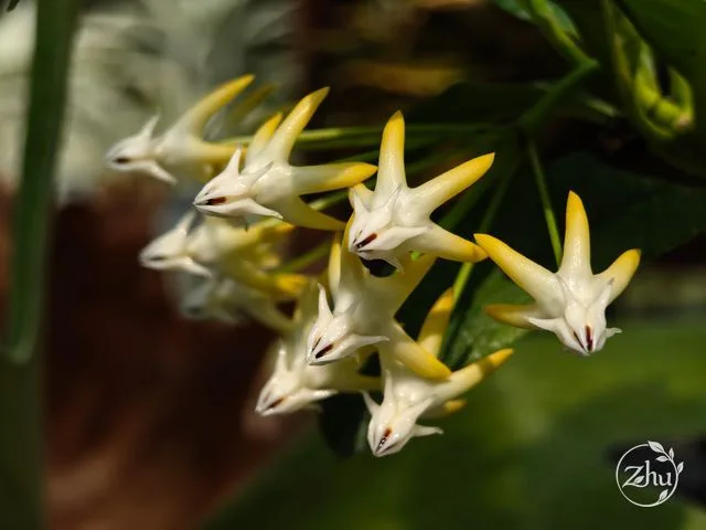 The flowers of Hoya multiflora