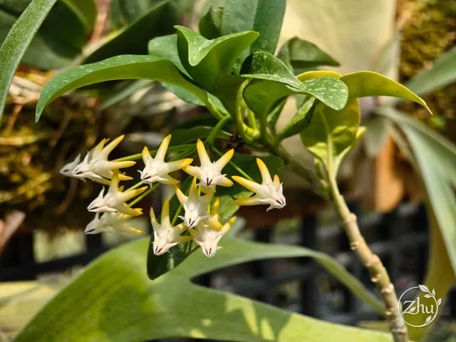 Hoya multiflora in bloom