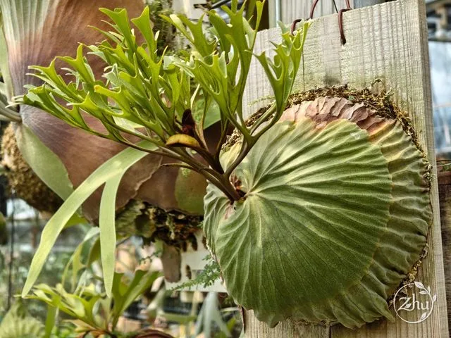 亞洲猴腦鹿角蕨的植株