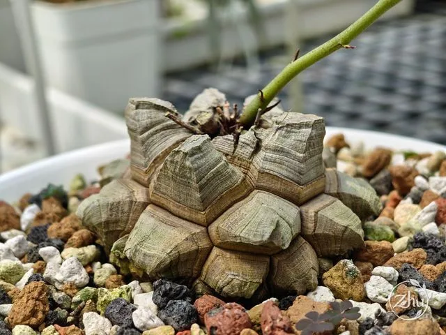 塊莖呈水雷型的南非龜甲龍