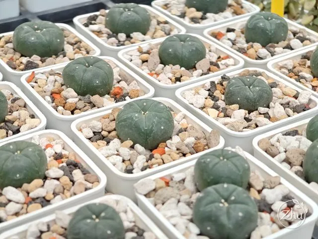 一盆盆的烏羽玉小苗