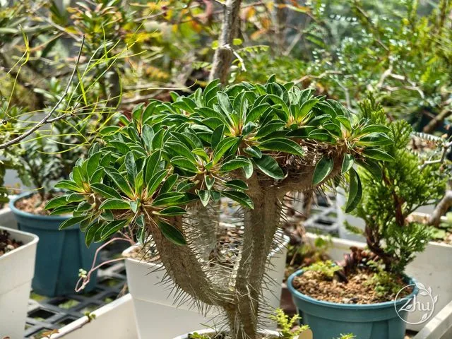 陽光下的鬼棲閣植株